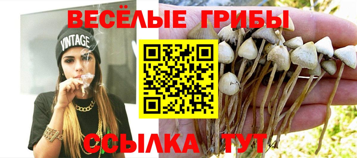 Псилоцибиновые грибы Psilocybe  Вход с VPN  Михайловск  где купить наркотик  Псилоцибиновые грибы Psilocybe 